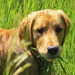 Why Do Dogs Eat Grass?